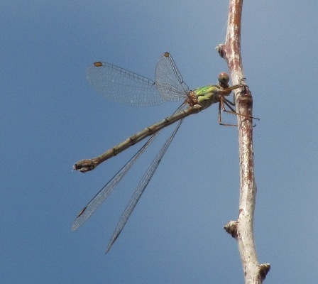 identificazione libellula fiume Bradano